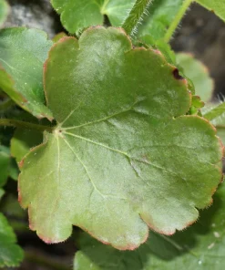 Alpine Coral Bells Seeds - Heuchera Cylindrica - 100 Seeds - Sun/Shade - Image 8