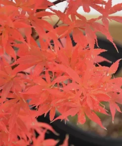 Alpine Sunrise Dwarf Red Japanese Maple Tree Live Plant 18-24