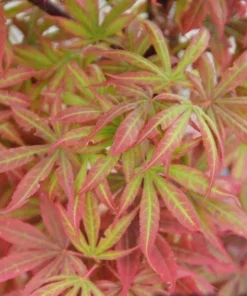 Alpine Sunrise Dwarf Red Japanese Maple Tree Live Plant 18-24