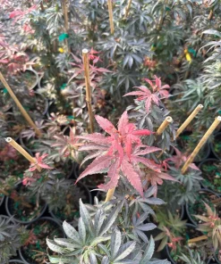 Alpine Sunrise Dwarf Red Japanese Maple Tree Live Plant 18-24" Tall #1 Pot Outdoor - Image 7
