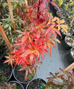 Alpine Sunrise Dwarf Red Japanese Maple Tree Live Plant 18-24