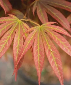 Alpine Sunrise Dwarf Red Japanese Maple Tree Live Plant 18-24