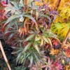 Alpine Sunrise Dwarf Red Japanese Maple Tree Live Plant 18-24" Tall #1 Pot Outdoor - Image 1