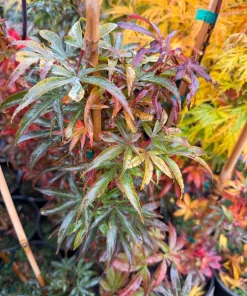 Alpine Sunrise Dwarf Red Japanese Maple Tree Live Plant 18-24" Tall #1 Pot Outdoor - Image 1