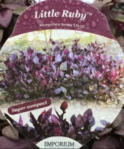 Alternanthera Little Ruby Live Plant - 2 Pack, 4-6 Inches Tall, Ruby-Purple Foliage for Indoors & Outdoors - Image 2