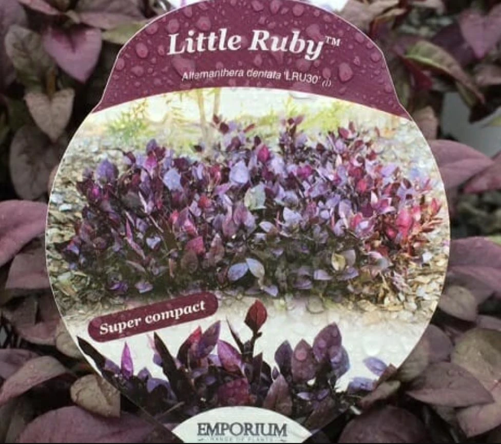 Alternanthera Little Ruby Live Plant - 2 Pack, 4-6 Inches Tall, Ruby-Purple Foliage for Indoors & Outdoors - Image 2
