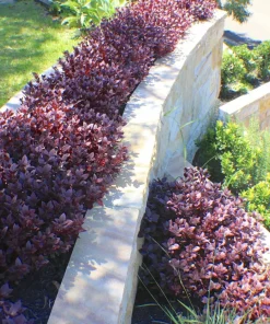 Alternanthera Little Ruby Live Plant - 2 Pack, 4-6 Inches Tall, Ruby-Purple Foliage for Indoors & Outdoors - Image 3