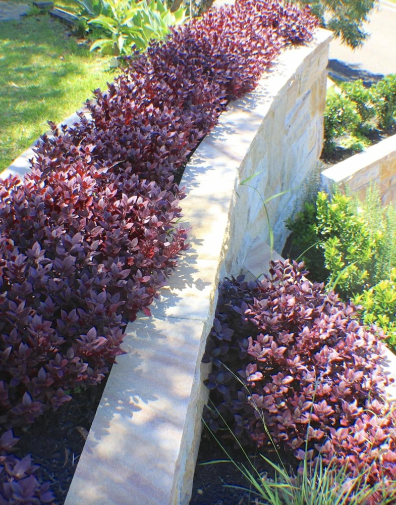 Alternanthera Little Ruby Live Plant - 2 Pack, 4-6 Inches Tall, Ruby-Purple Foliage for Indoors & Outdoors - Image 3