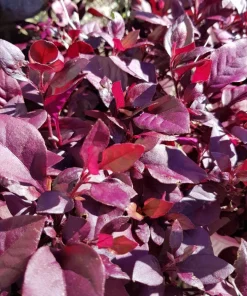 Alternanthera Little Ruby Live Plant - 2 Pack, 4-6 Inches Tall, Ruby-Purple Foliage for Indoors & Outdoors - Image 4