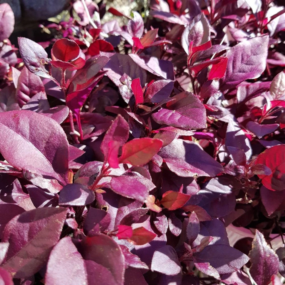 Alternanthera Little Ruby Live Plant - 2 Pack, 4-6 Inches Tall, Ruby-Purple Foliage for Indoors & Outdoors - Image 4