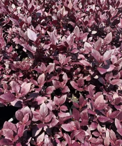 Alternanthera Little Ruby Live Plant - 2 Pack, 4-6 Inches Tall, Ruby-Purple Foliage for Indoors & Outdoors - Image 5