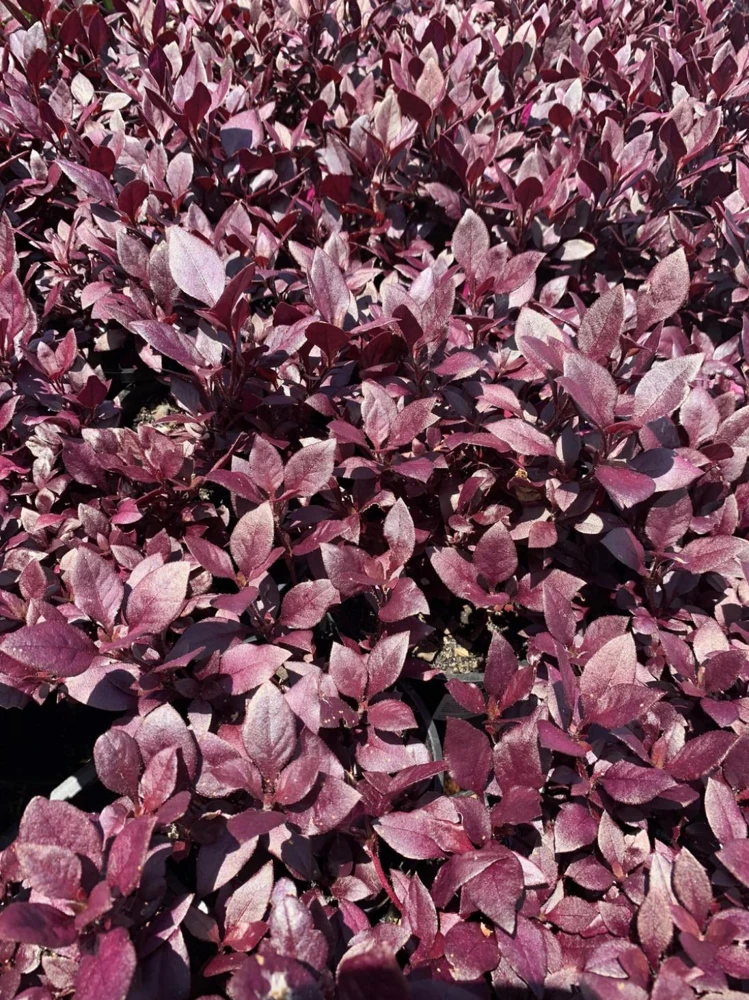 Alternanthera Little Ruby Live Plant - 2 Pack, 4-6 Inches Tall, Ruby-Purple Foliage for Indoors & Outdoors - Image 5