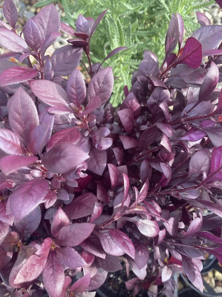 Alternanthera Little Ruby Live Plant - 2 Pack, 4-6 Inches Tall, Ruby-Purple Foliage for Indoors & Outdoors - Image 6
