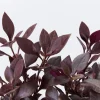 Alternanthera Little Ruby Live Plant - 2 Pack, 4-6 Inches Tall, Ruby-Purple Foliage for Indoors & Outdoors - Image 1