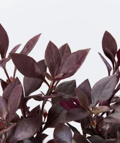 Alternanthera Little Ruby Live Plant - 2 Pack, 4-6 Inches Tall, Ruby-Purple Foliage for Indoors & Outdoors - Image 1