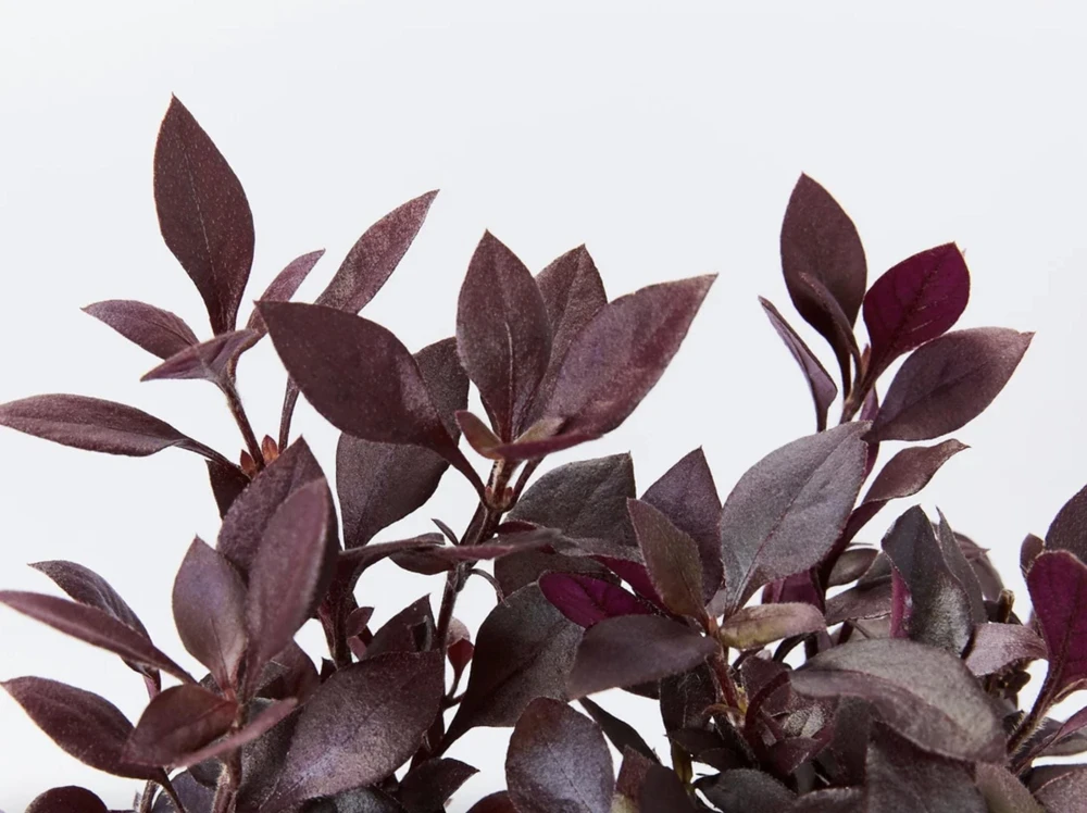 Alternanthera Little Ruby Live Plant - 2 Pack, 4-6 Inches Tall, Ruby-Purple Foliage for Indoors & Outdoors - Image 1