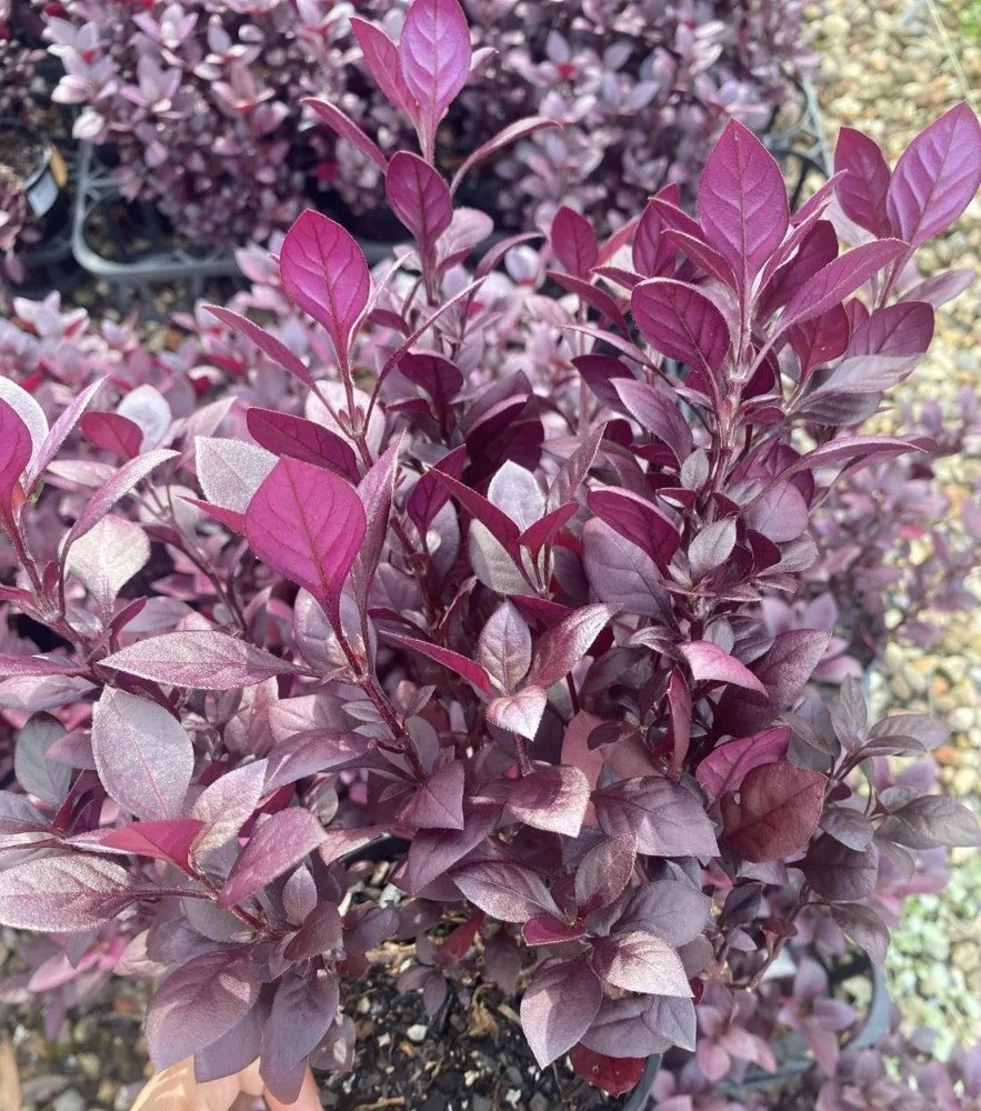 Alternanthera Little Ruby Live Plant - 2 Pack, 4-6 Inches Tall, Ruby-Purple Foliage for Indoors & Outdoors - Image 7