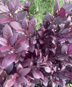 Alternanthera Little Ruby Live Plant - 2 Pack, 4-6 Inches Tall, Ruby-Purple Foliage for Indoors & Outdoors - Image 8