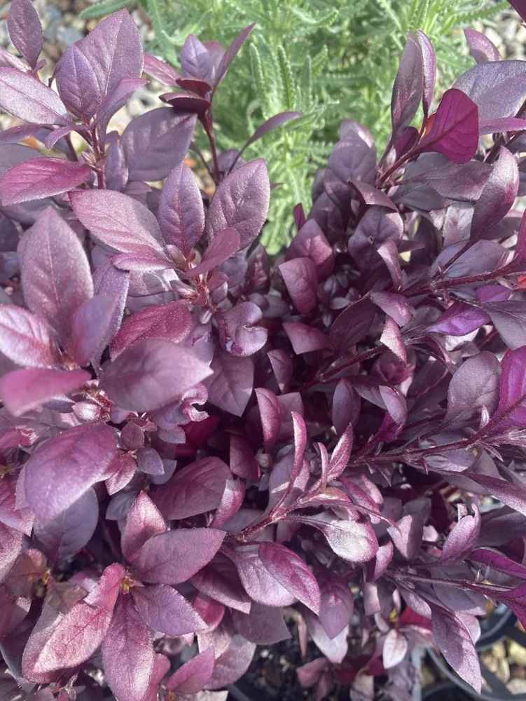 Alternanthera Little Ruby Live Plant - 2 Pack, 4-6 Inches Tall, Ruby-Purple Foliage for Indoors & Outdoors - Image 8
