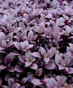 Alternanthera Little Ruby Live Plant - 2 Pack, 4-6 Inches Tall, Ruby-Purple Foliage for Indoors & Outdoors - Image 9