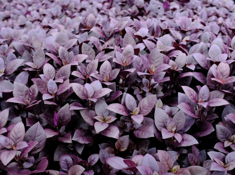 Alternanthera Little Ruby Live Plant - 2 Pack, 4-6 Inches Tall, Ruby-Purple Foliage for Indoors & Outdoors - Image 9