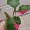 Alternanthera Party Time Live Plant - 2 Pack, Pink-Green Variegated Foliage, 4-6in Tall - Image 1