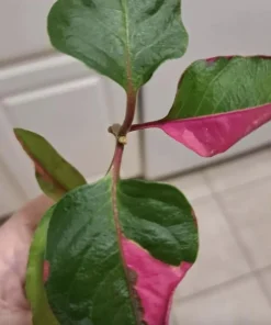 Alternanthera Party Time Live Plant - 2 Pack, Pink-Green Variegated Foliage, 4-6in Tall - Image 1