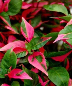 Alternanthera Party Time Live Plant - 2 Pack, Pink-Green Variegated Foliage, 4-6in Tall - Image 2