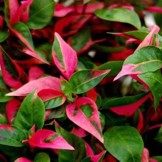 Alternanthera Party Time Live Plant - 2 Pack, Pink-Green Variegated Foliage, 4-6in Tall - Image 2