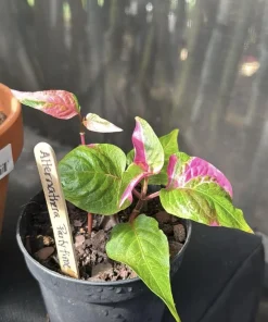 Alternanthera Party Time Live Plant - 2 Pack, Pink-Green Variegated Foliage, 4-6in Tall - Image 3