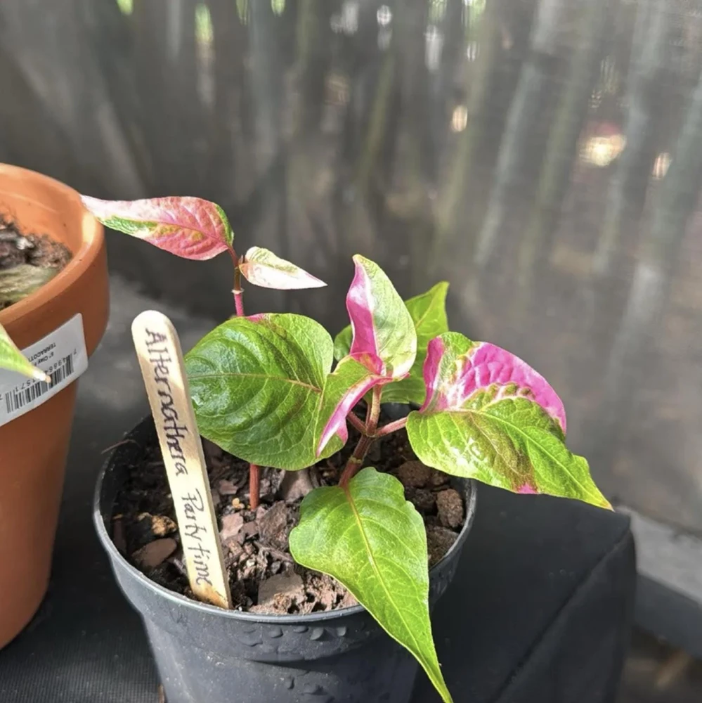 Alternanthera Party Time Live Plant - 2 Pack, Pink-Green Variegated Foliage, 4-6in Tall - Image 3