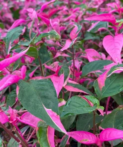 Alternanthera Party Time Live Plant - 2 Pack, Pink-Green Variegated Foliage, 4-6in Tall - Image 4