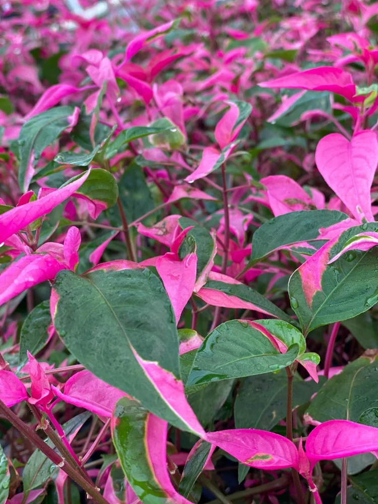 Alternanthera Party Time Live Plant - 2 Pack, Pink-Green Variegated Foliage, 4-6in Tall - Image 4