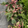 Alternanthera Party Time Live Plant - Colorful Foliage Potted Houseplant - Image 1