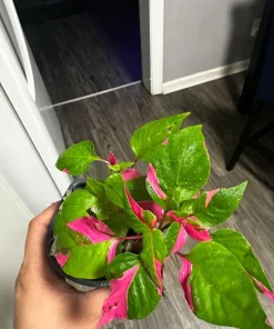 Alternanthera 'Party Time' Live Plant - Colorful Foliage for Indoors & Outdoors - Image 1