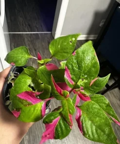 Alternanthera 'Party Time' Live Plant - Colorful Foliage for Indoors & Outdoors - Image 2