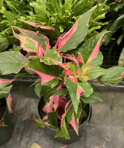 Alternanthera Party Time Live Plant - Colorful Foliage Potted Houseplant - Image 3