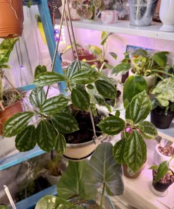 Aluminum Plant Live - Pilea Cadierei Easy Care Indoor Houseplant - Image 2