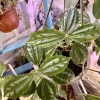 Aluminum Plant Live - Pilea Cadierei Easy Care Indoor Houseplant - Image 1