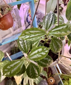 Aluminum Plant Live - Pilea Cadierei Easy Care Indoor Houseplant - Image 1