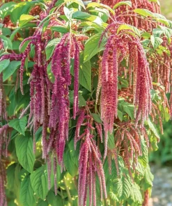 Amaranth Coral Fountain Seeds - 100 Count, Light Pink Trailing Ornamental Flowers - Image 2