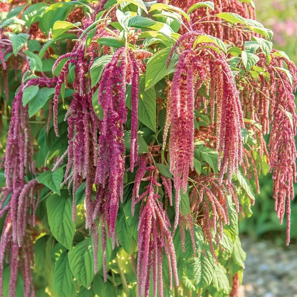 Amaranth Coral Fountain Seeds - 100 Count, Light Pink Trailing Ornamental Flowers - Image 2