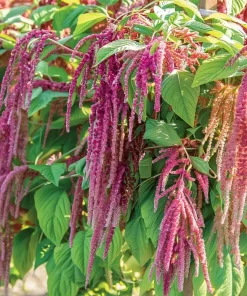 Amaranth Coral Fountain Seeds - 100 Count, Light Pink Trailing Ornamental Flowers - Image 3