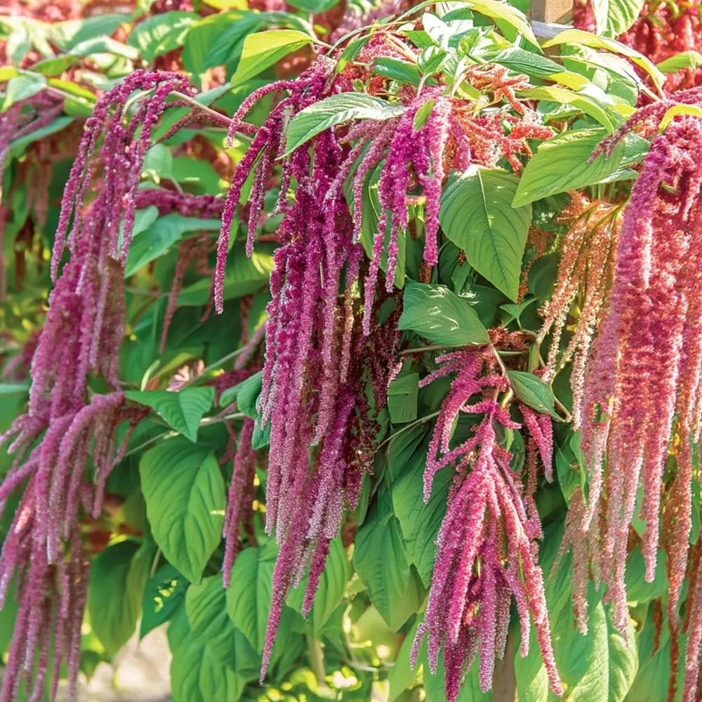 Amaranth Coral Fountain Seeds - 100 Count, Light Pink Trailing Ornamental Flowers - Image 3