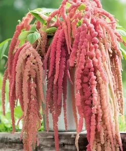 Amaranth Coral Fountain Seeds - 100 Count, Light Pink Trailing Ornamental Flowers - Image 4