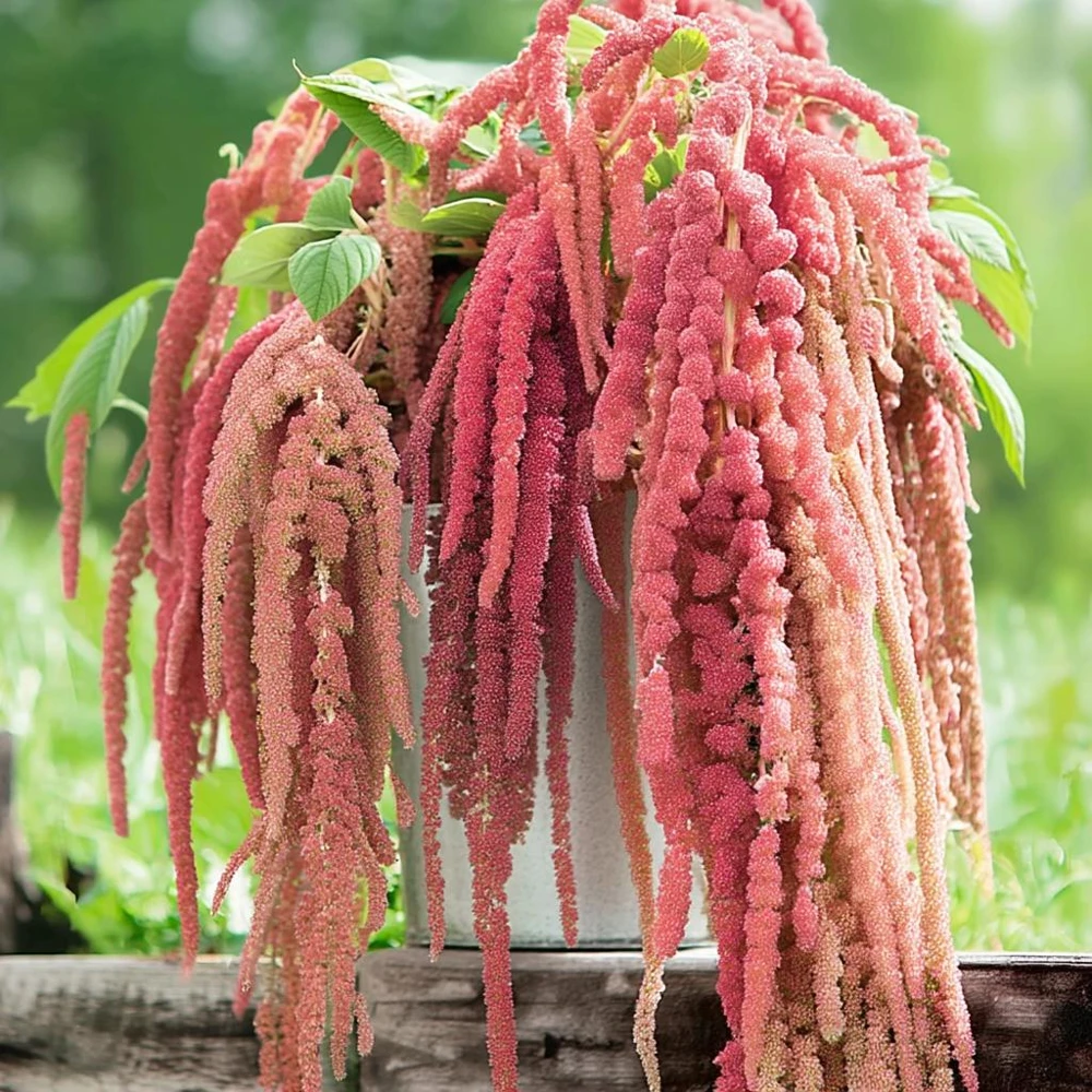 Amaranth Coral Fountain Seeds - 100 Count, Light Pink Trailing Ornamental Flowers - Image 4