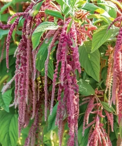 Amaranth Coral Fountain Seeds - 100 Count, Light Pink Trailing Ornamental Flowers - Image 5