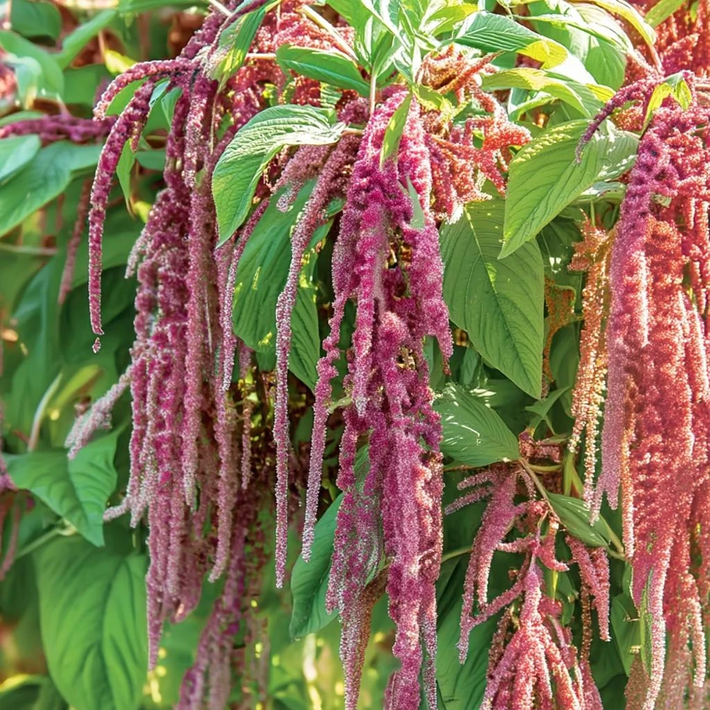 Amaranth Coral Fountain Seeds - 100 Count, Light Pink Trailing Ornamental Flowers - Image 5
