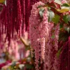 Amaranth Coral Fountain Seeds - 100 Count, Light Pink Trailing Ornamental Flowers - Image 1