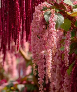 Amaranth Coral Fountain Seeds - 100 Count, Light Pink Trailing Ornamental Flowers - Image 1